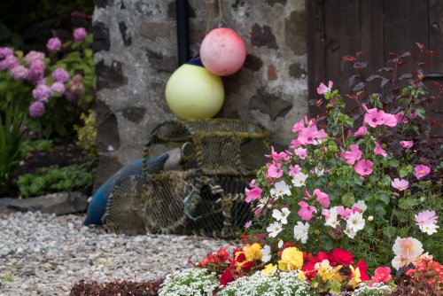 Summer flowers in bloom 