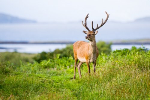 Red deer on the island