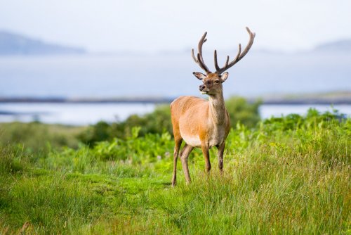 Red deer on the road to Grasspoint