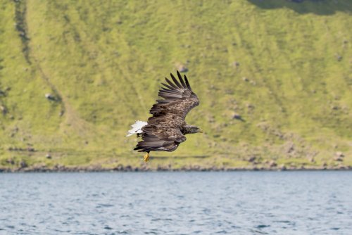 Eyes to the skies for white-tailed eagles