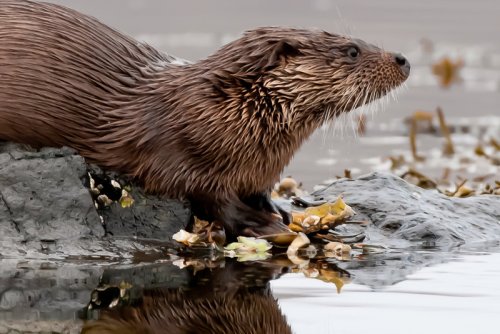 Watch out for otters around the coastline